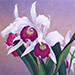 Suzu Ishii Gallery